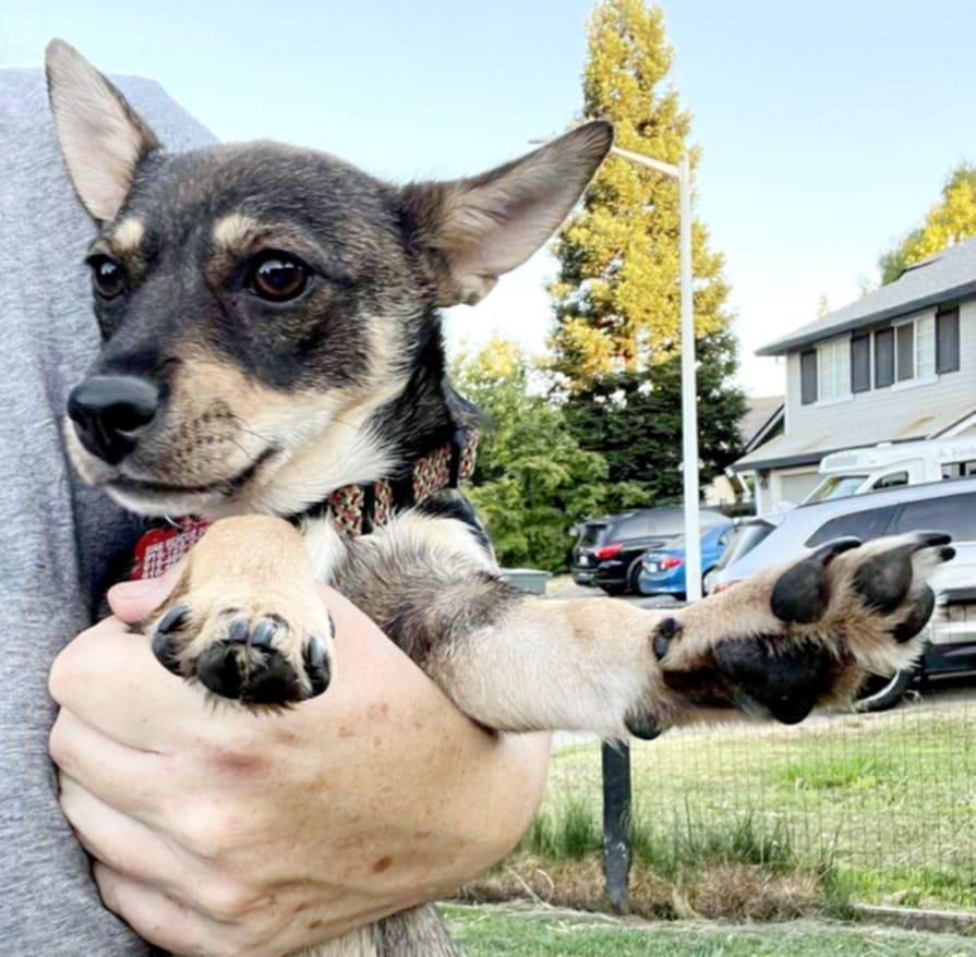 Enlarge Chachi!, a Adoptable mixed breed in Roseville, CA image 5/6