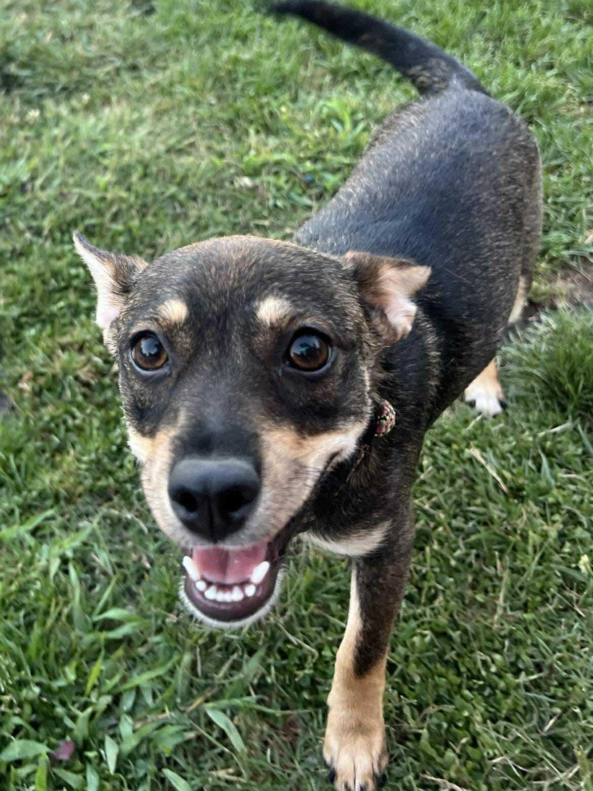 Chachi!, Adoptable, Young Female Chihuahua.