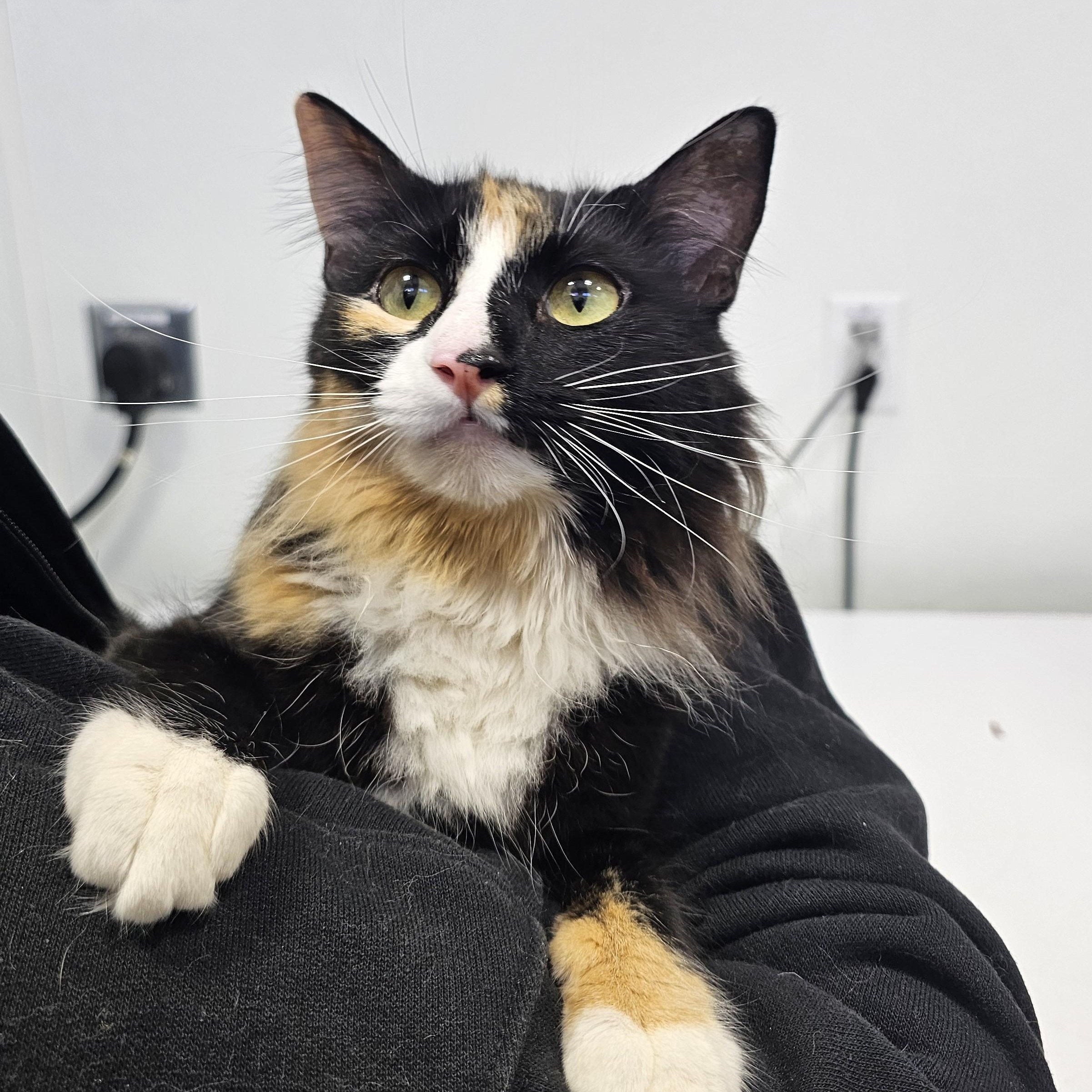 Myriad, a ADOPTABLE mixed breed in Dickinson, ND image 1/2