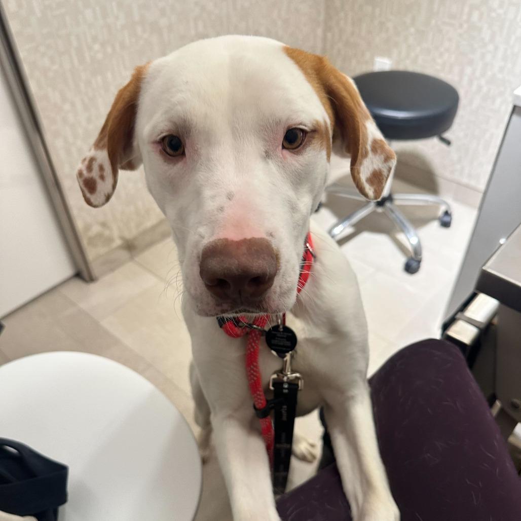 Enlarge Elena Velez, a Adoptable Retriever in Brooklyn, NY image 1/6