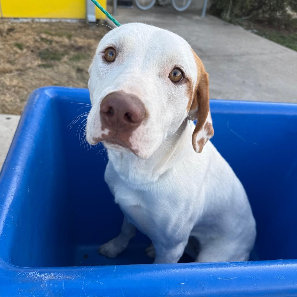 Enlarge Elena Velez, a Adoptable Retriever in Brooklyn, NY image 2/6
