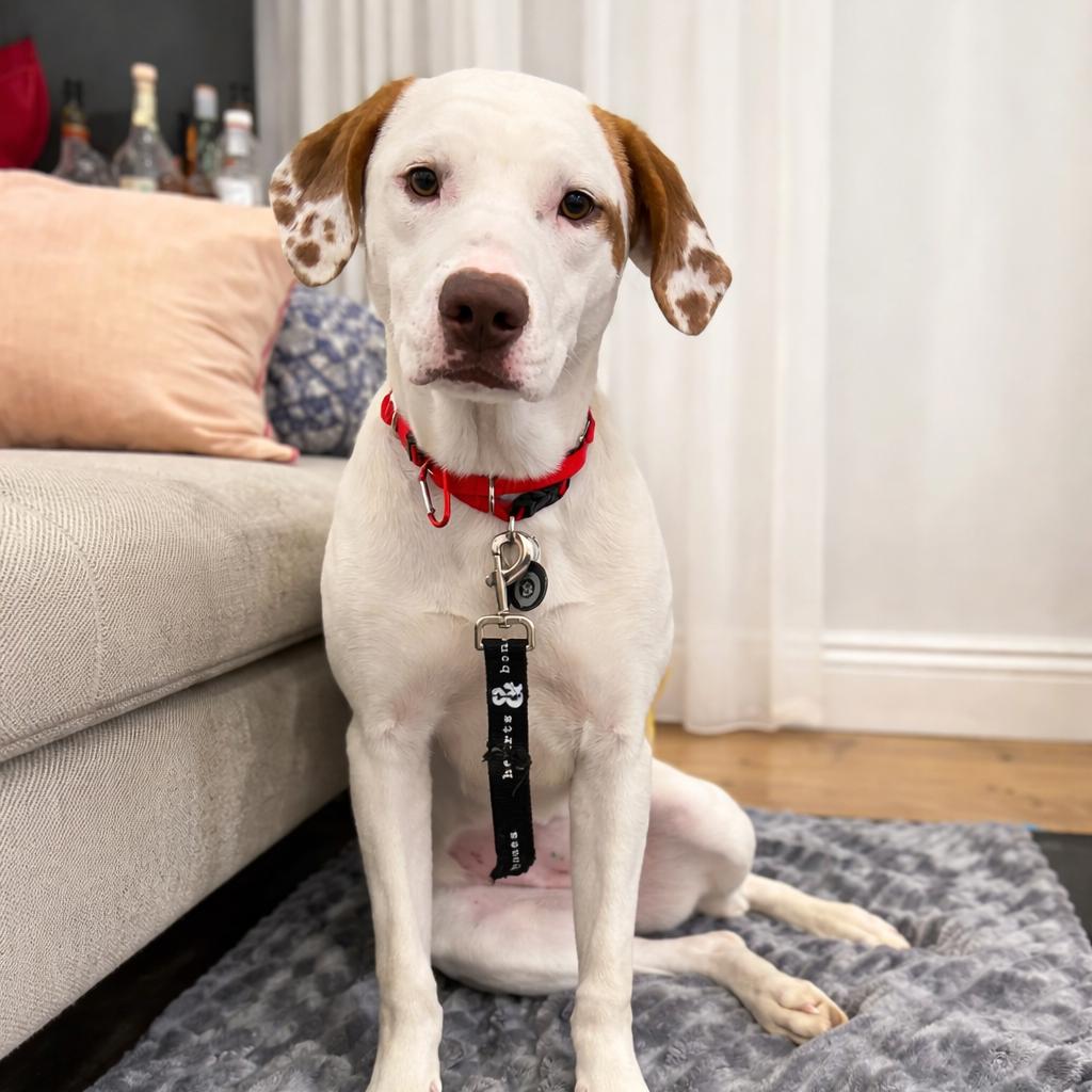 Enlarge Elena Velez, a Adoptable Retriever in Brooklyn, NY image 3/6