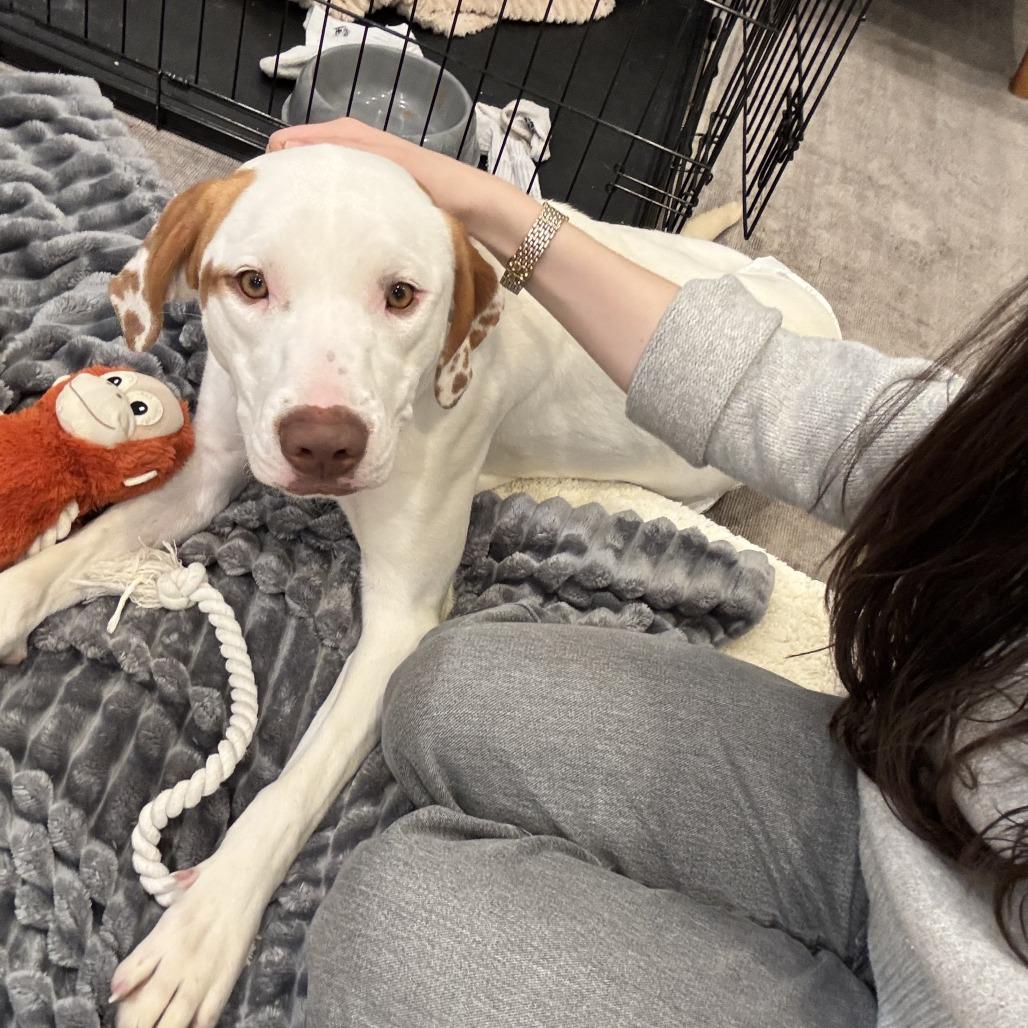 Enlarge Elena Velez, a Adoptable Retriever in Brooklyn, NY image 4/6