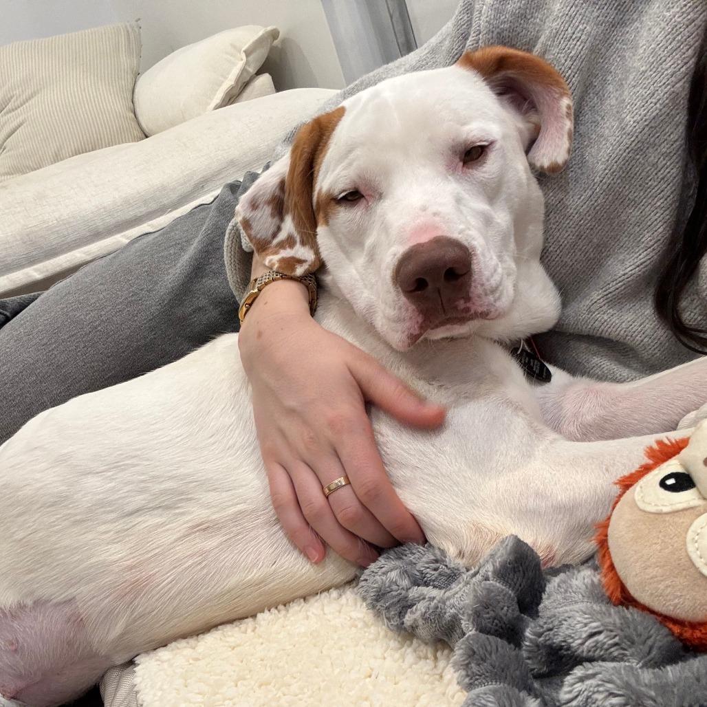 Enlarge Elena Velez, a Adoptable Retriever in Brooklyn, NY image 5/6