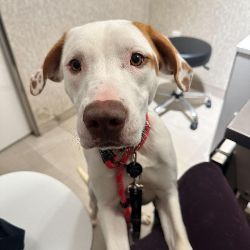 Enlarge Elena Velez, a Adoptable Retriever in Brooklyn, NY image 6/6