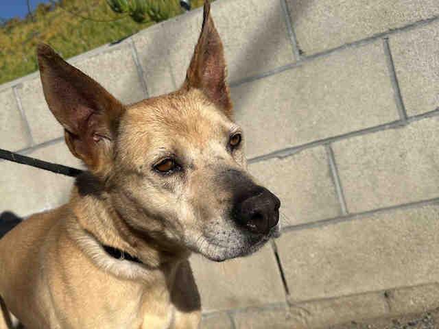 AXEL, Adoptable, Senior Male Pit Bull Terrier.