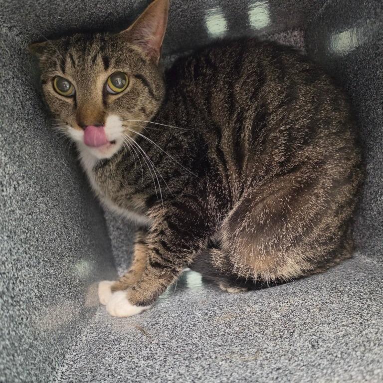 Enlarge Percy, a Adoptable Domestic Short Hair in Knoxville, TN image 1/1