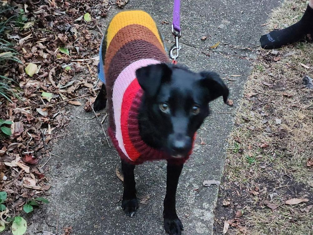 Zephyr, Adoptable, Young Female Retriever.