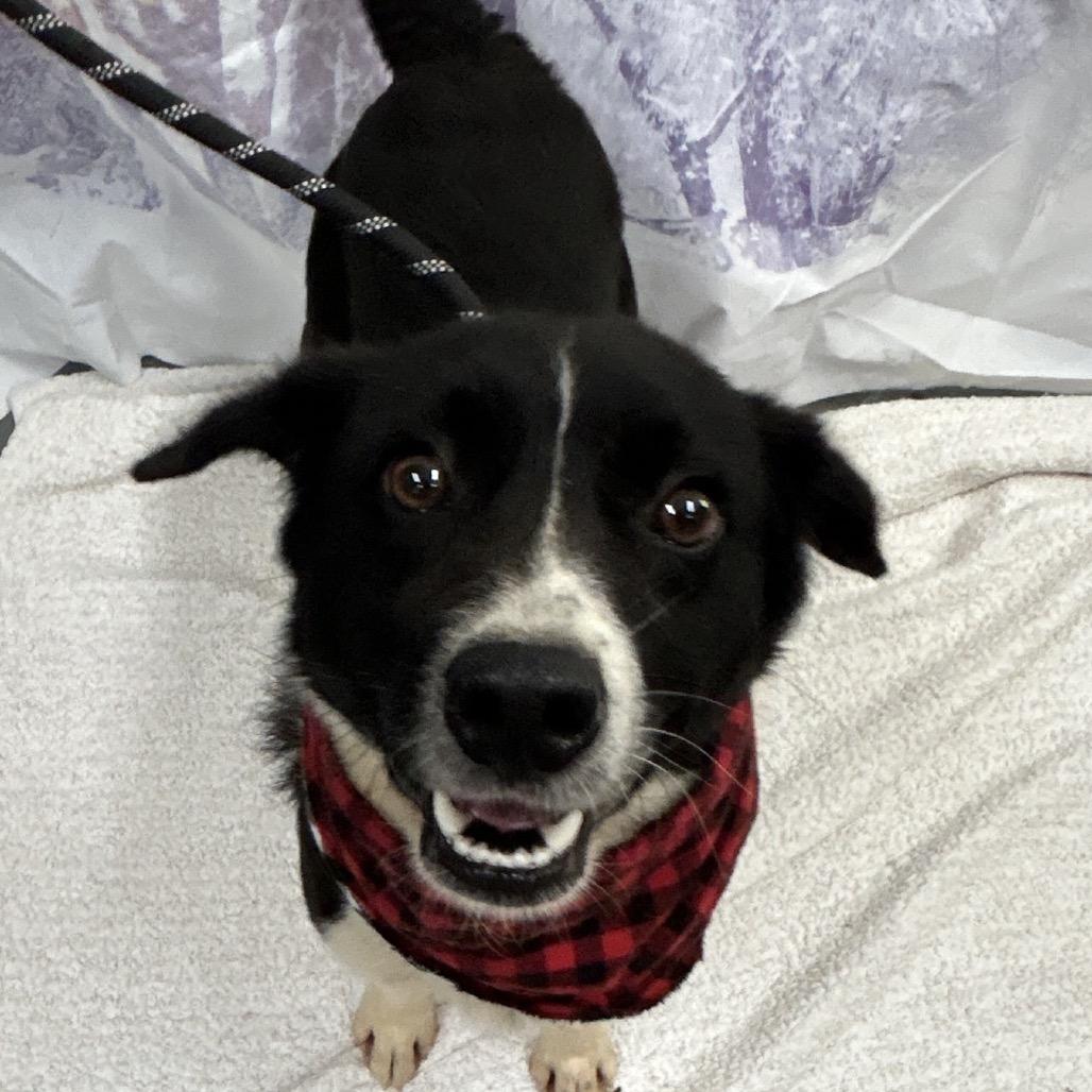 Toby, Adoptable, Puppy Male Collie.