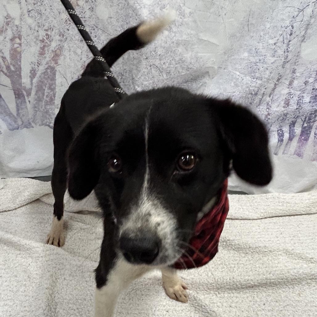 Enlarge Toby, a Adoptable Collie in Walnut Cove, NC image 2/4