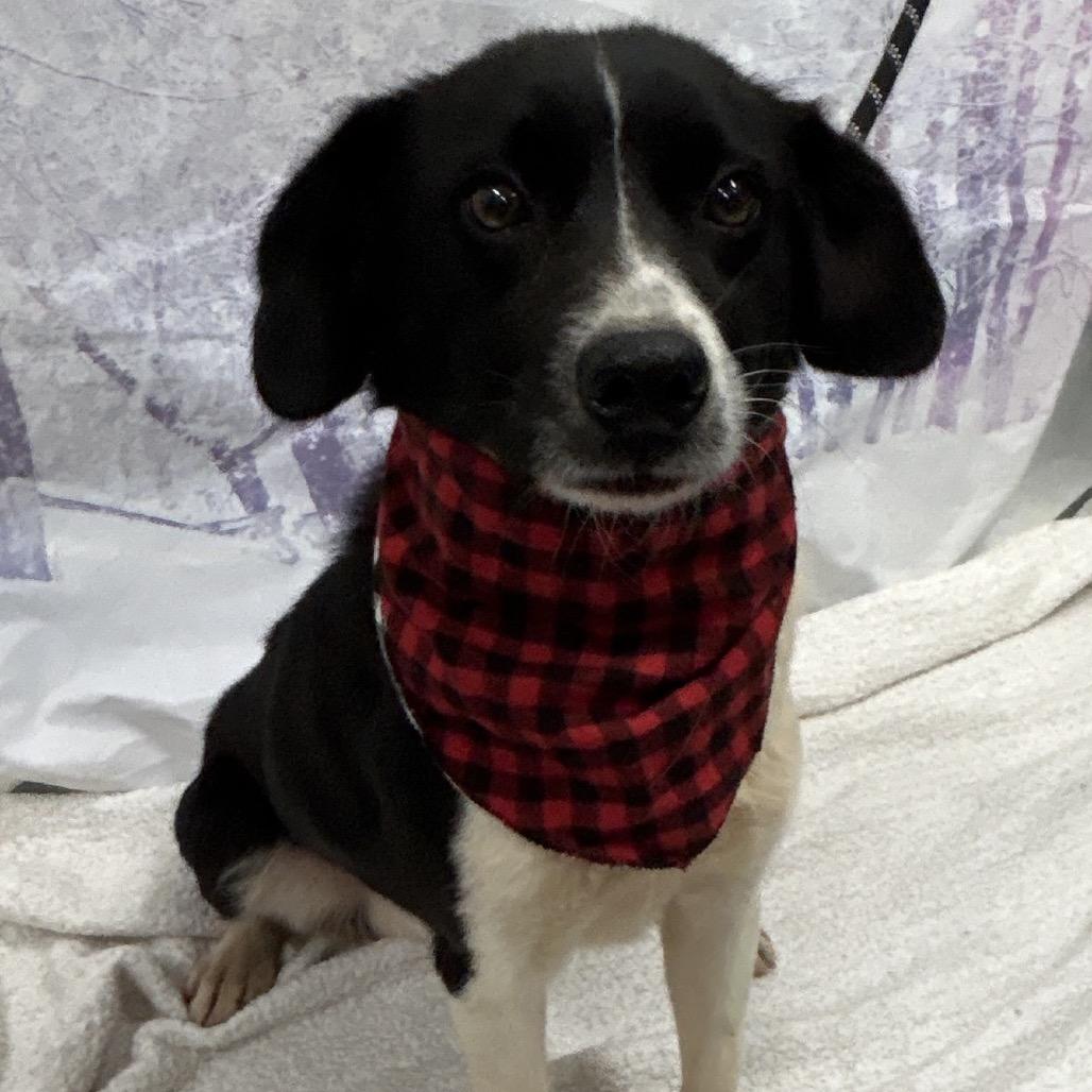 Enlarge Toby, a Adoptable Collie in Walnut Cove, NC image 3/4