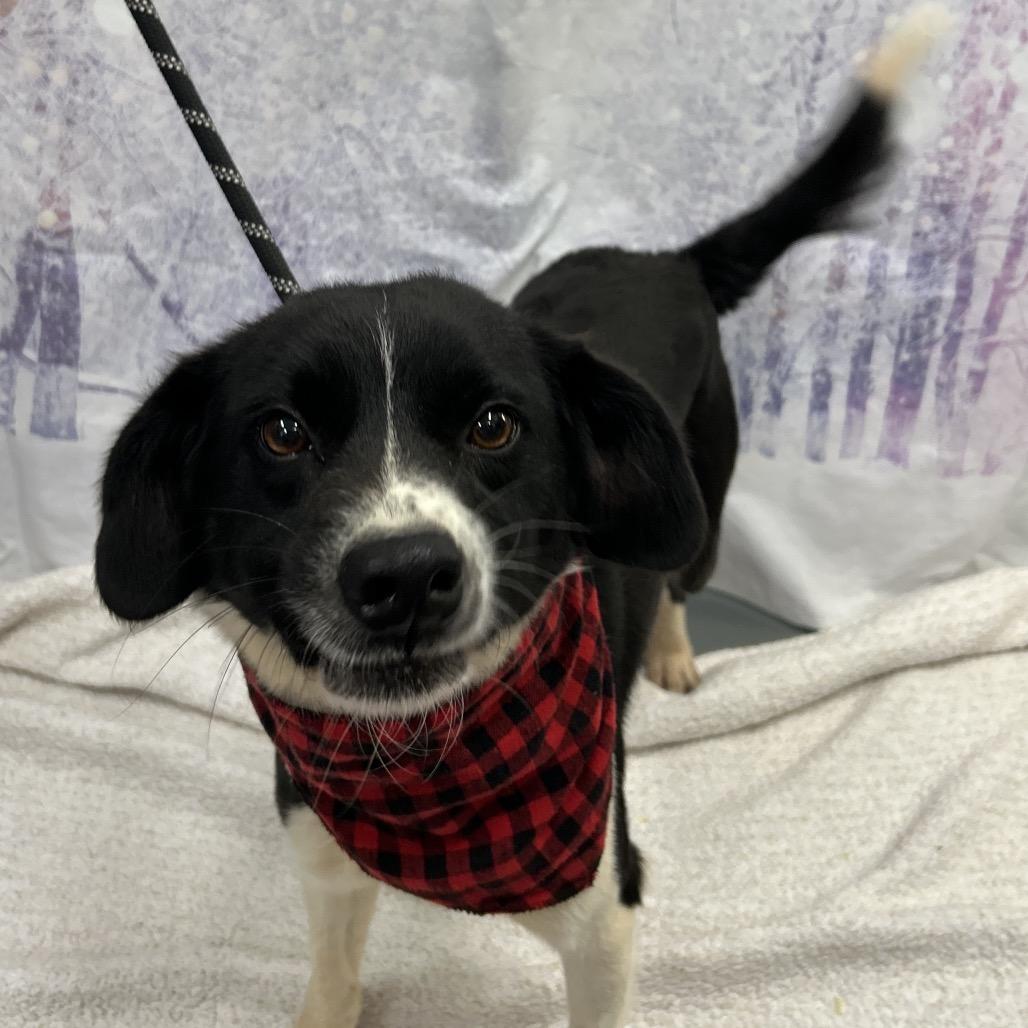 Enlarge Toby, a Adoptable Collie in Walnut Cove, NC image 4/4