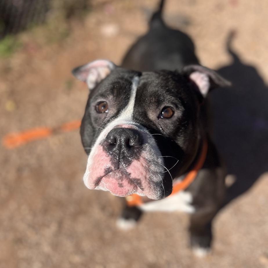 Clint, Adoptable, Adult Male Mixed Breed & Pit Bull Terrier.