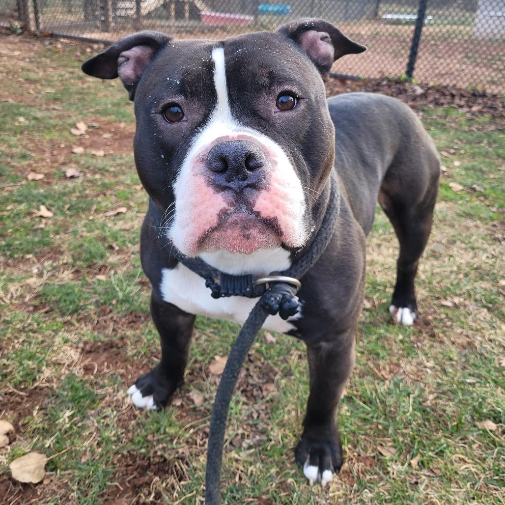 Enlarge Clint, a Adoptable mixed breed in York, PA image 2/6