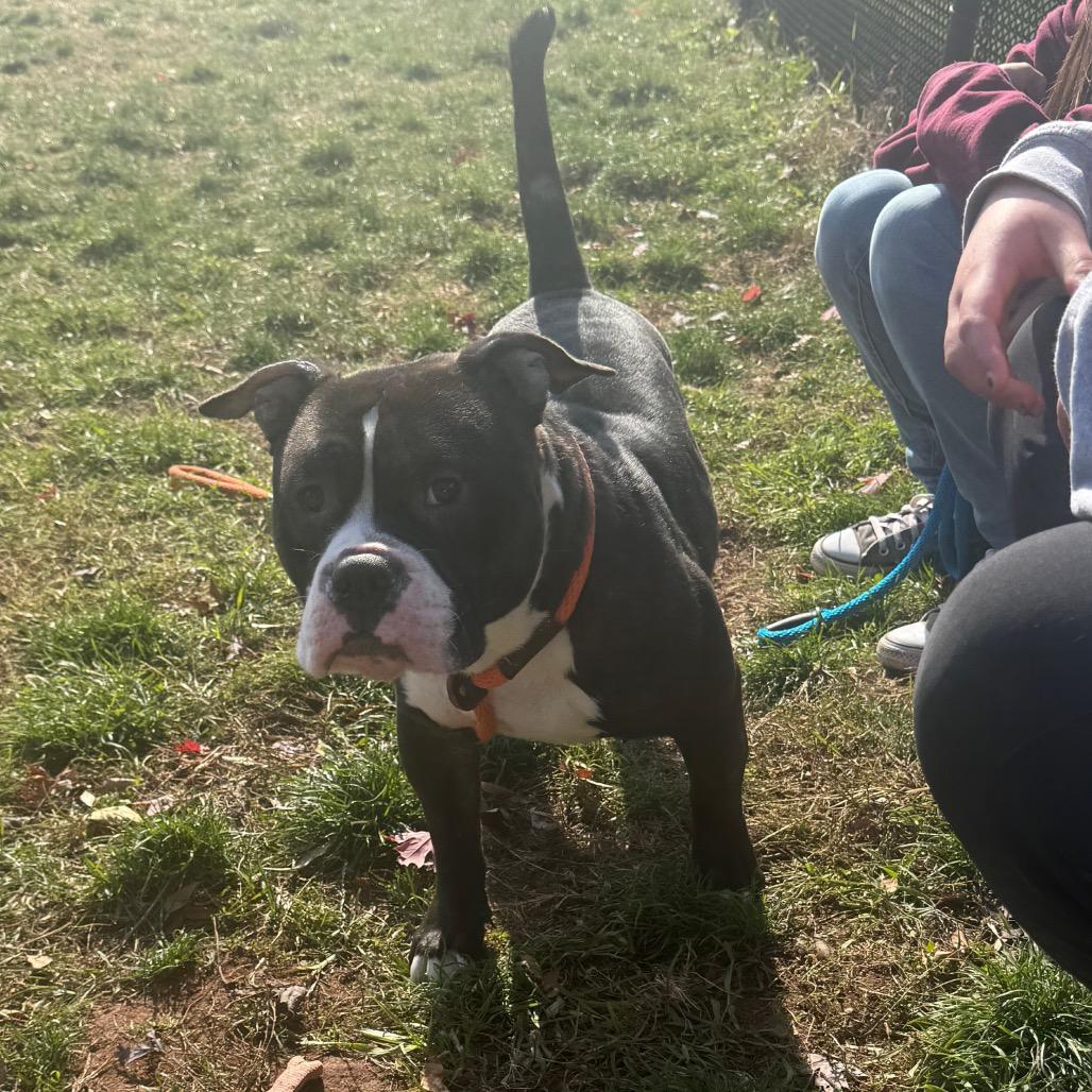 Enlarge Clint, a Adoptable mixed breed in York, PA image 3/6