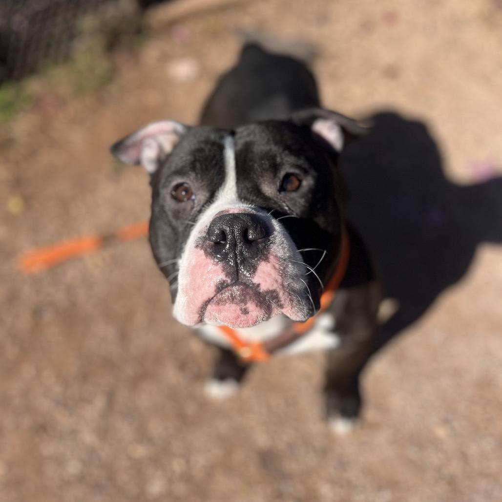 Enlarge Clint, a Adoptable mixed breed in York, PA image 4/6