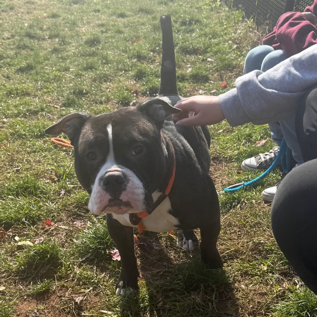 Enlarge Clint, a Adoptable mixed breed in York, PA image 5/6