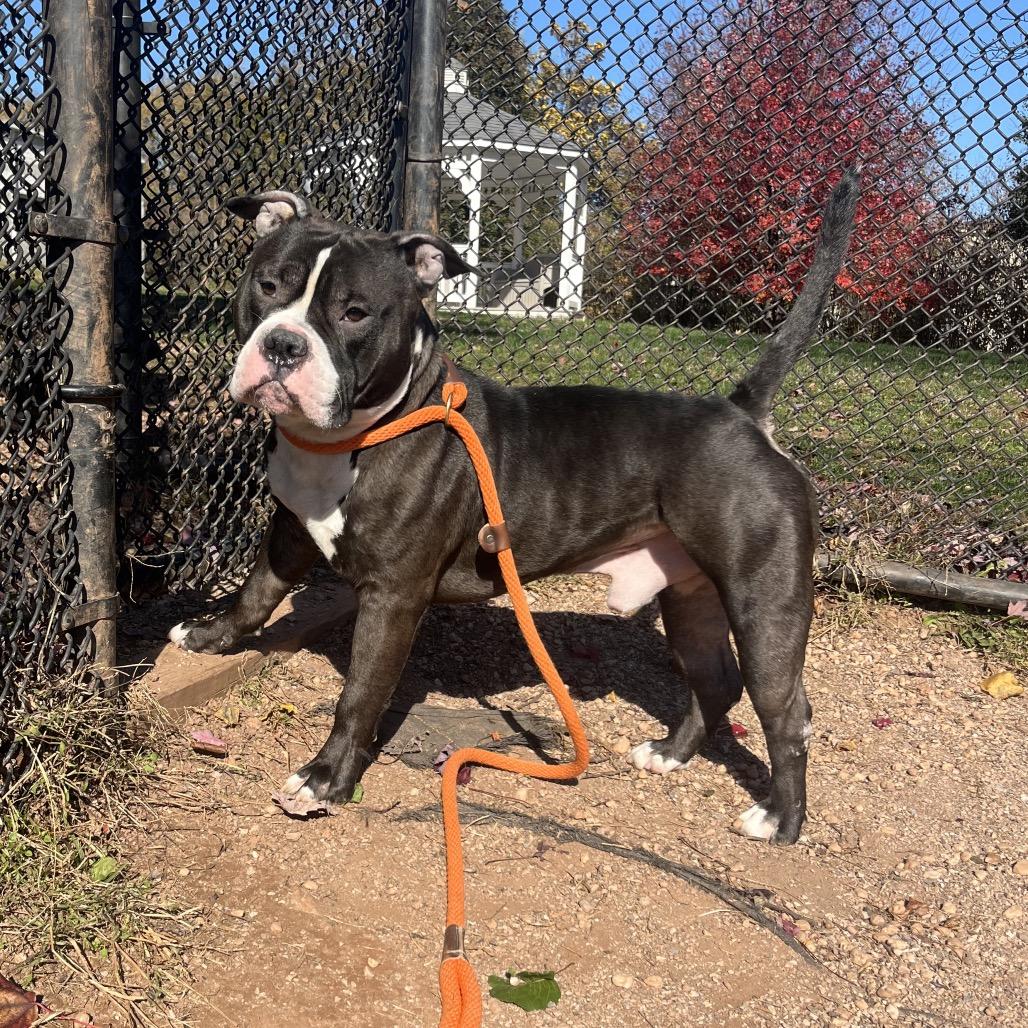 Enlarge Clint, a Adoptable mixed breed in York, PA image 6/6
