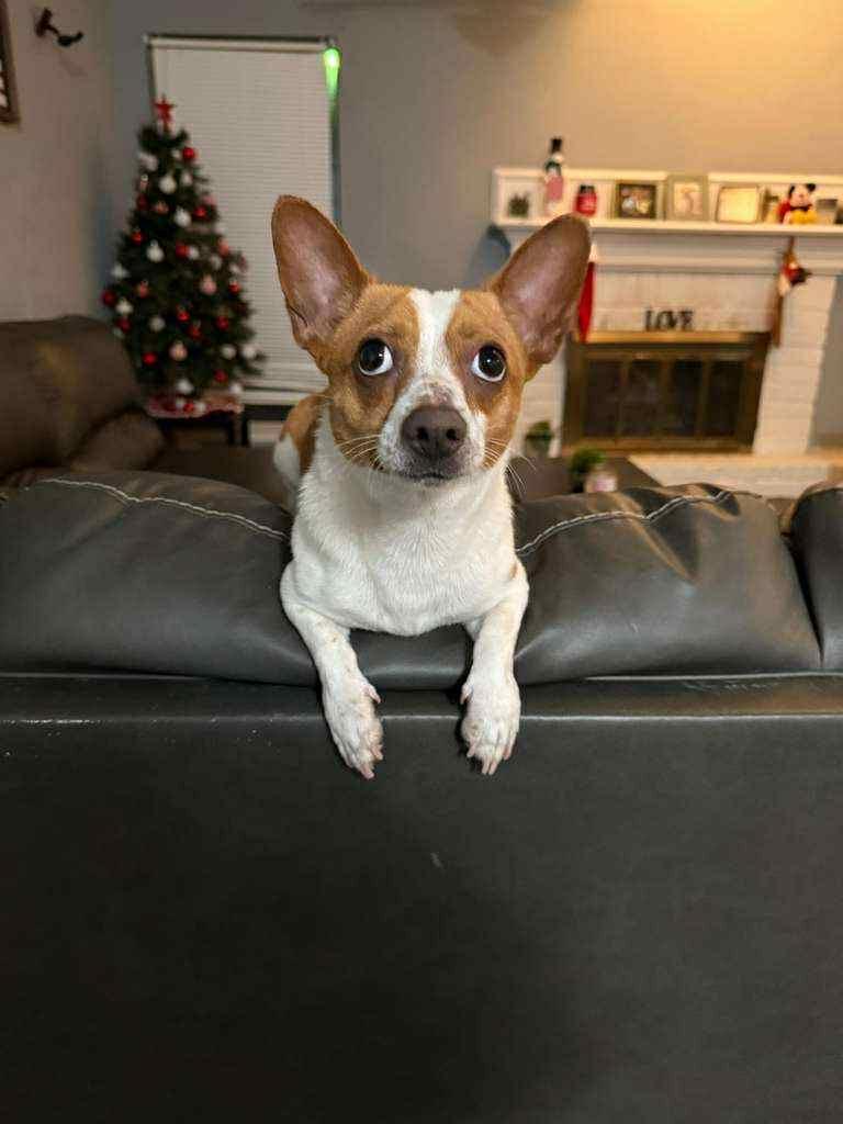 Tony, ADOPTABLE, Young Male Jack Russell Terrier.