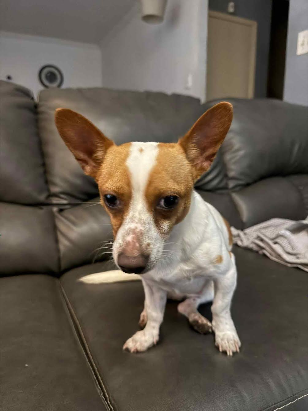 Enlarge Tony, a ADOPTABLE mixed breed in Commerce City, CO image 3/5