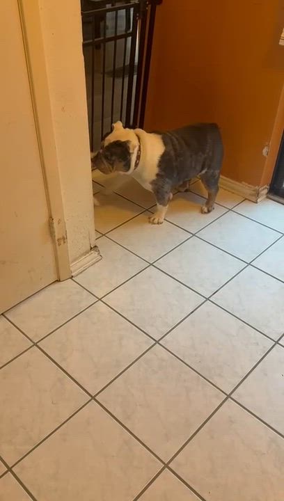 Enlarge Tony, a ADOPTABLE mixed breed in Commerce City, CO video 5/5