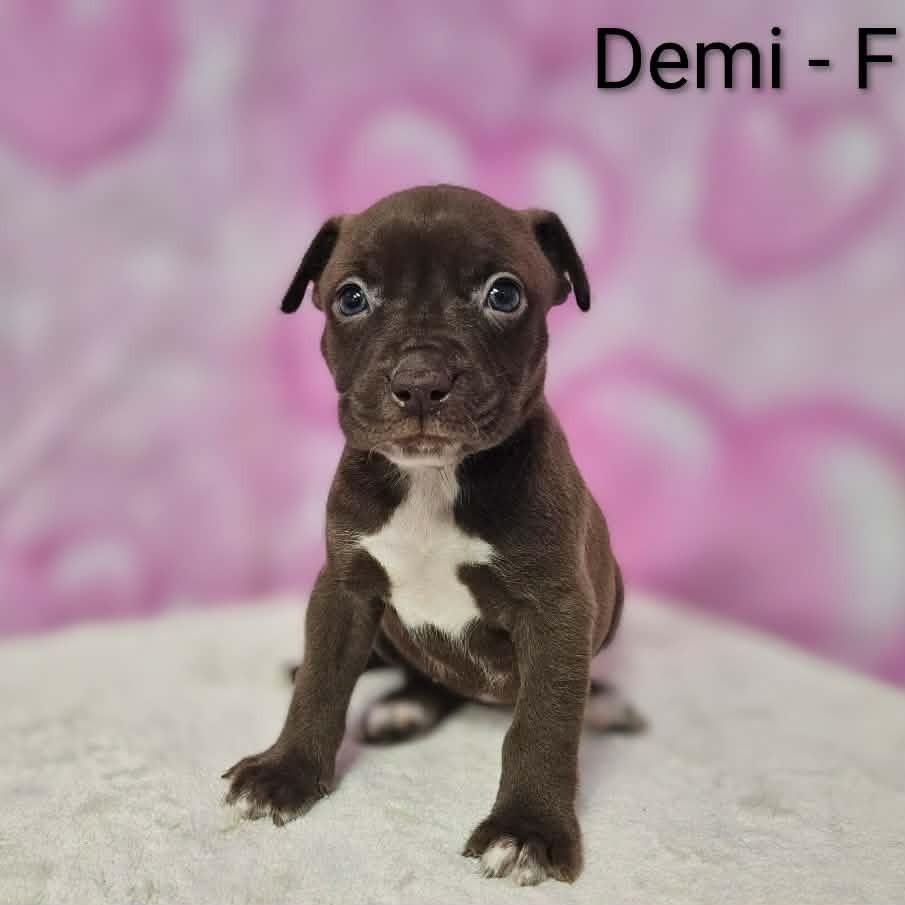 Demi, Adoptable, Puppy Female Terrier & Retriever.