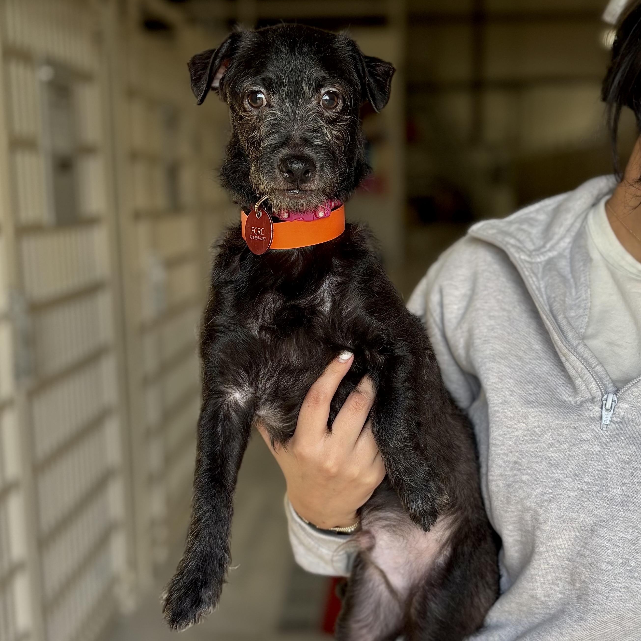 Enlarge Meatloaf, a ADOPTABLE mixed breed in Chicago, IL image 1/1