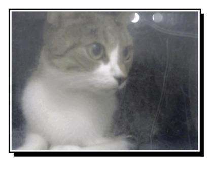 Enlarge Miranda, a Adoptable mixed breed in Daytona Beach, FL image 1/1