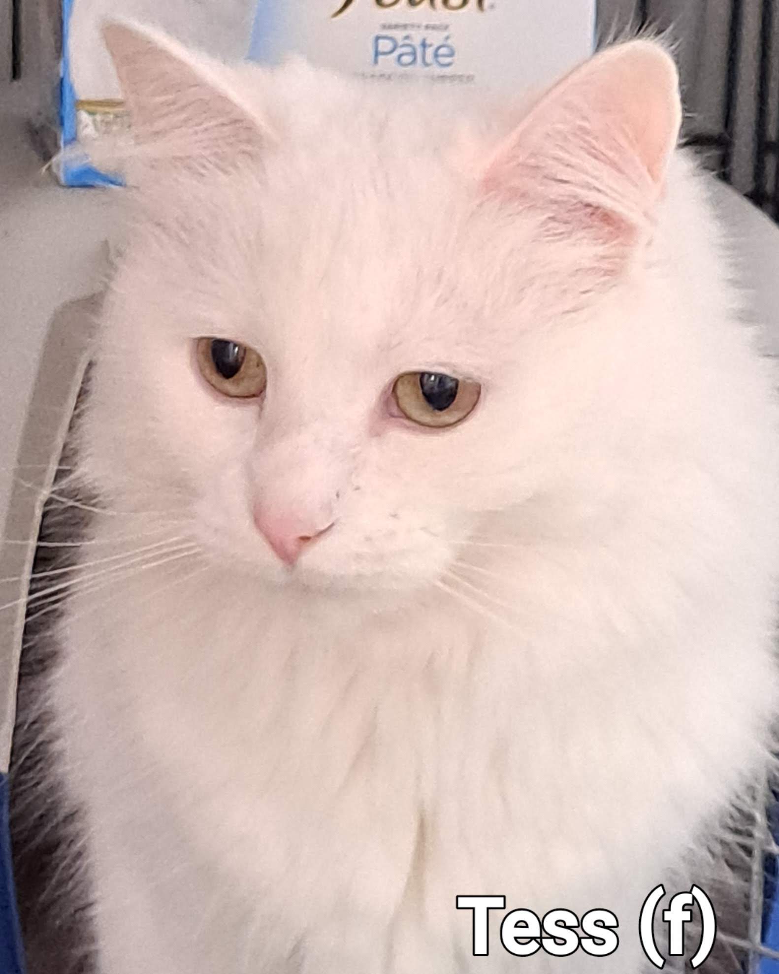 Tess, an adopted Domestic Medium Hair in Maple Ridge, BC_image-1