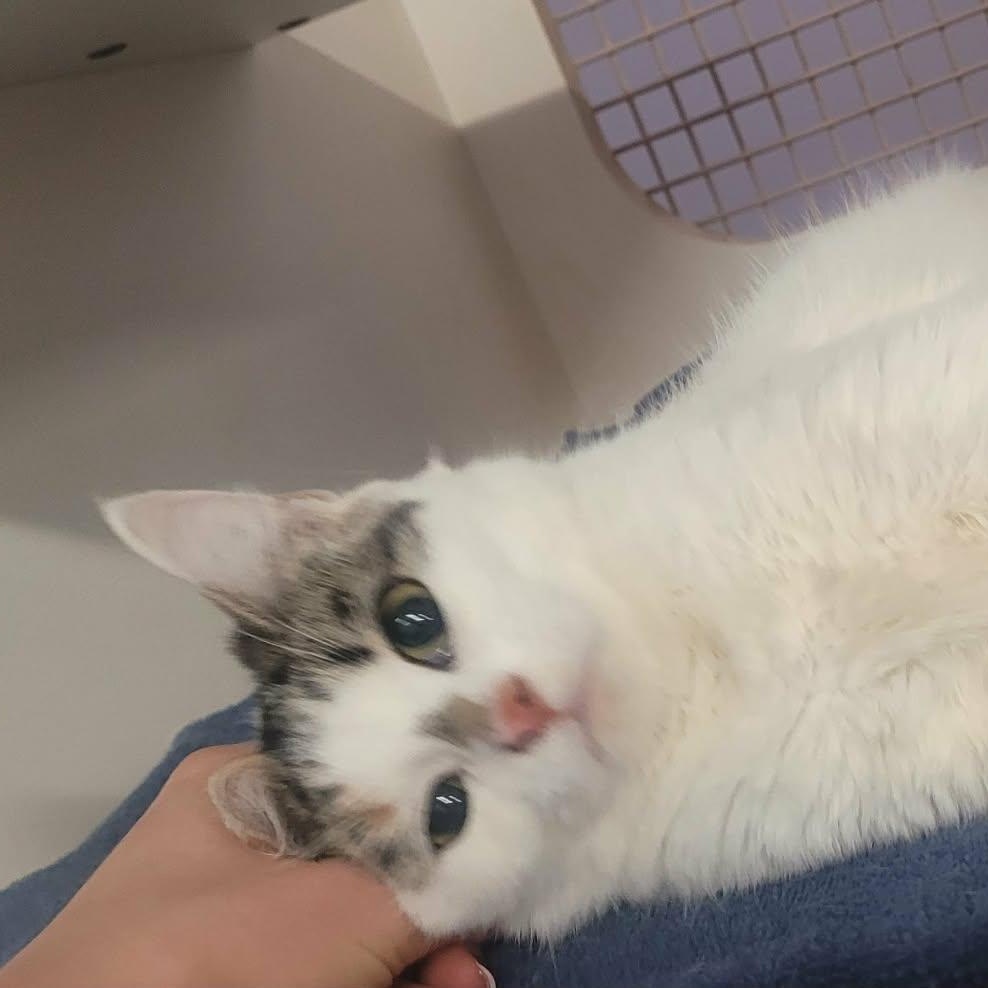 Enlarge Sassy! Pretty Kitty Girl!, an adopted Domestic Short Hair in Meriden, CT image 2/6