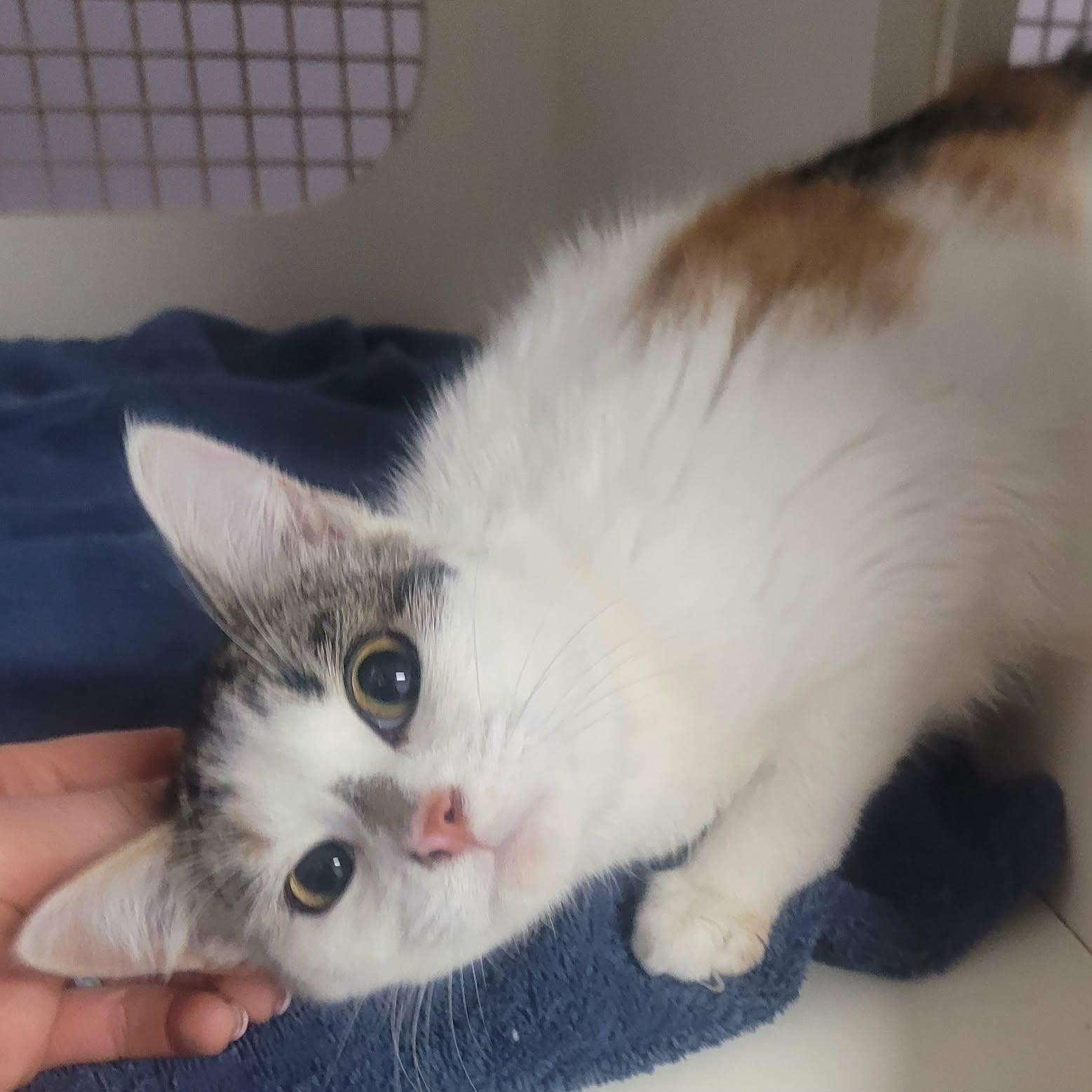 Sassy! Pretty Kitty Girl!, adopted, Young Female Domestic Short Hair.