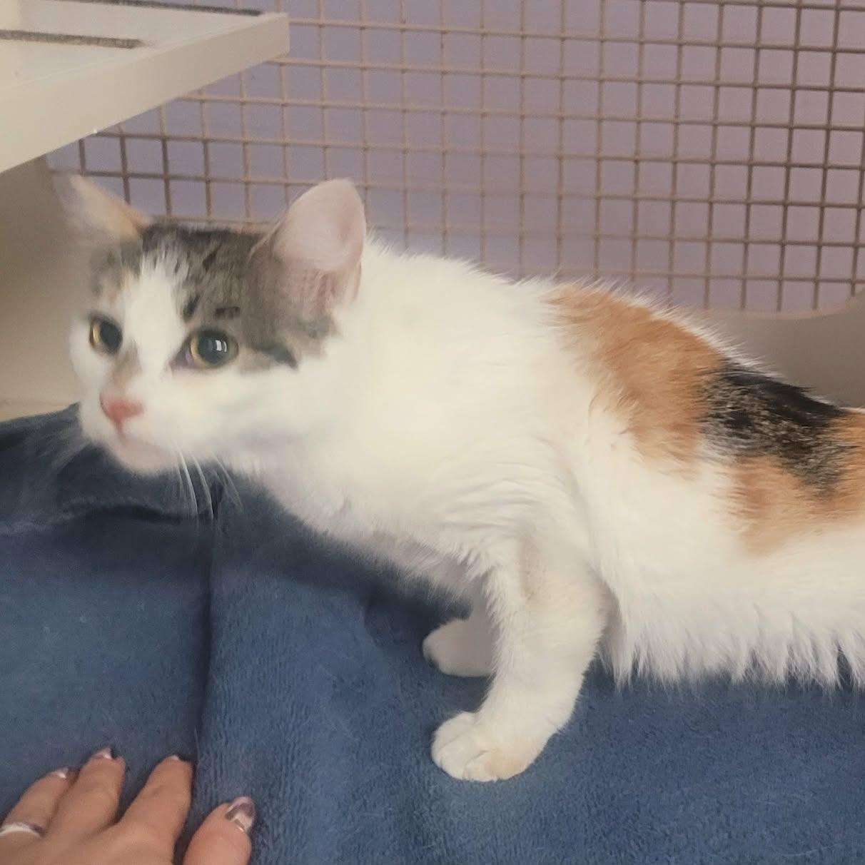 Enlarge Sassy! Pretty Kitty Girl!, an adopted Domestic Short Hair in Meriden, CT image 5/6