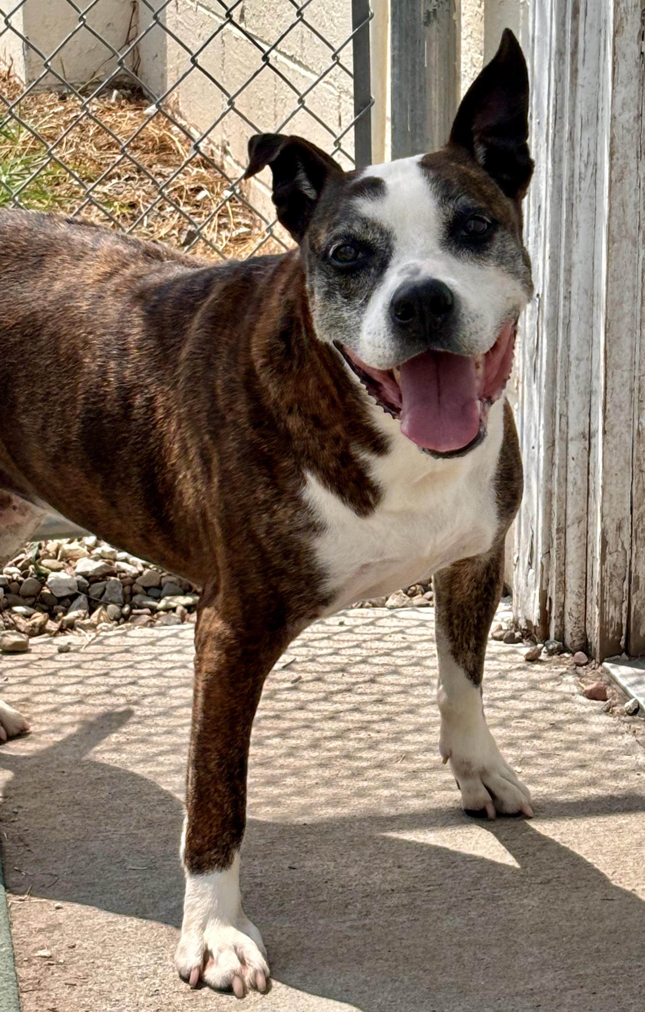Enlarge Callie, a Adoptable mixed breed in Shenandoah, IA image 4/4
