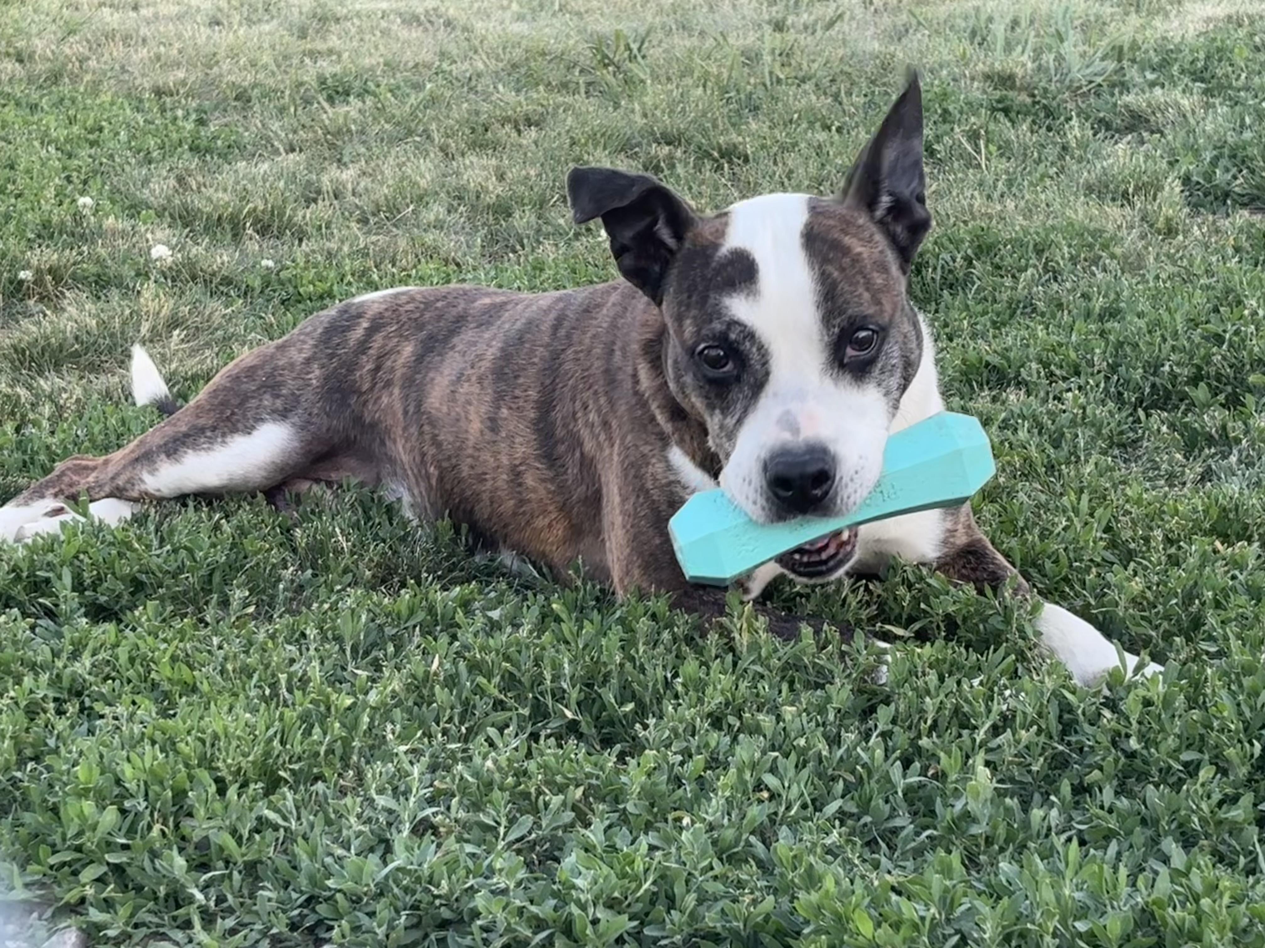 Callie, Adoptable, Adult Female Boxer & American Bully.