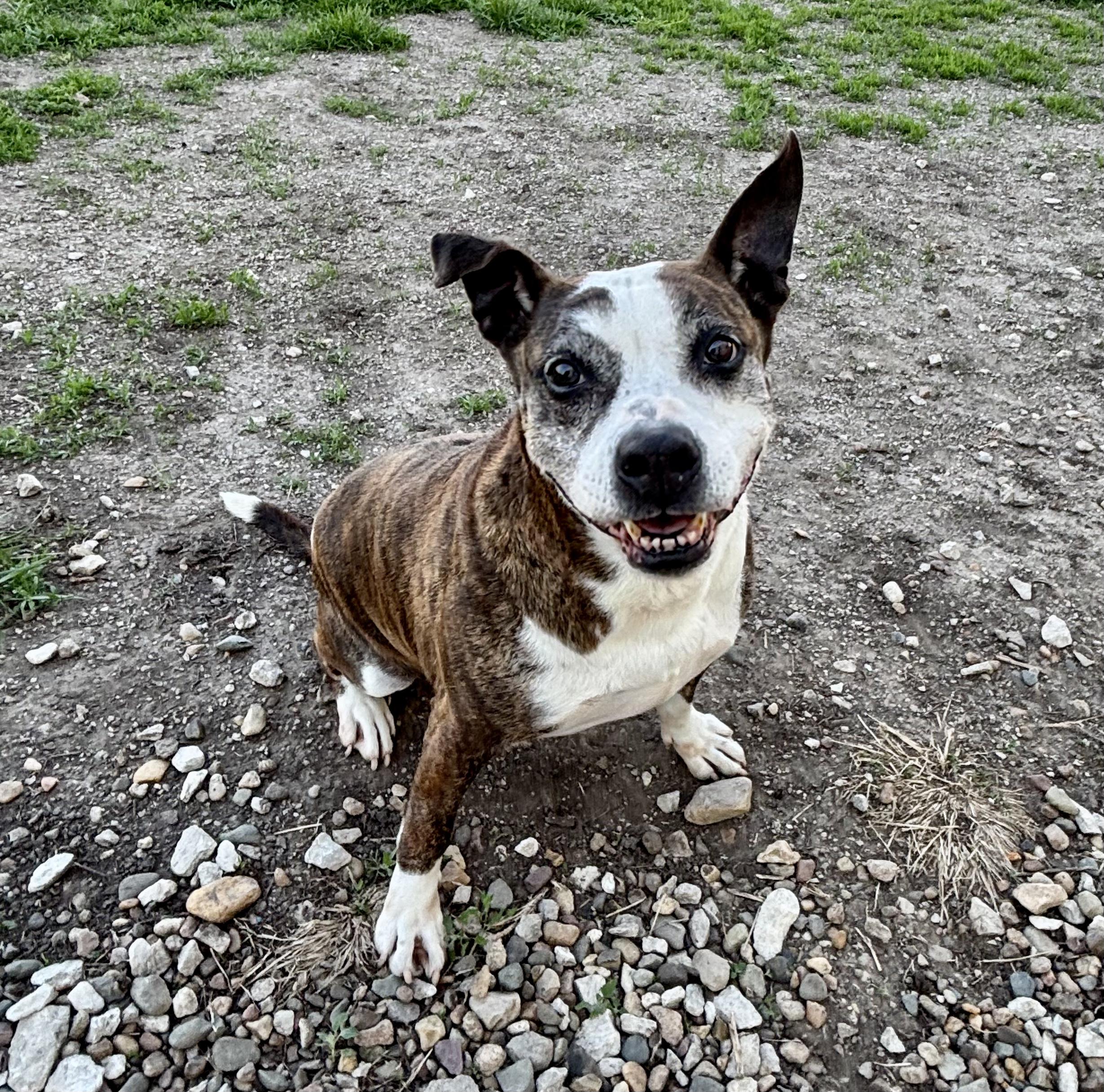 Callie, Adoptable, Adult Female Boxer & American Bully.