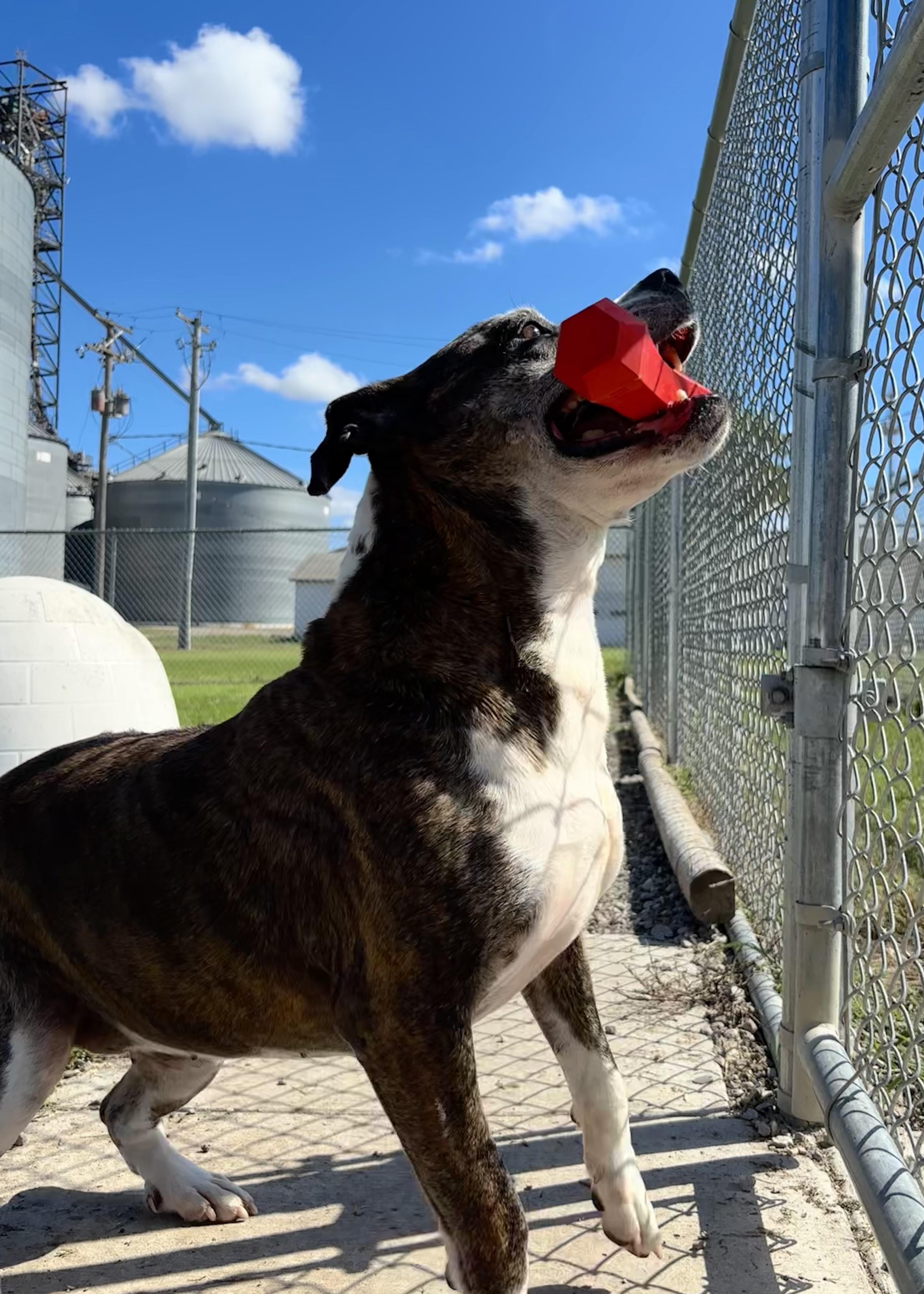 Enlarge Callie, a Adoptable mixed breed in Shenandoah, IA image 3/4