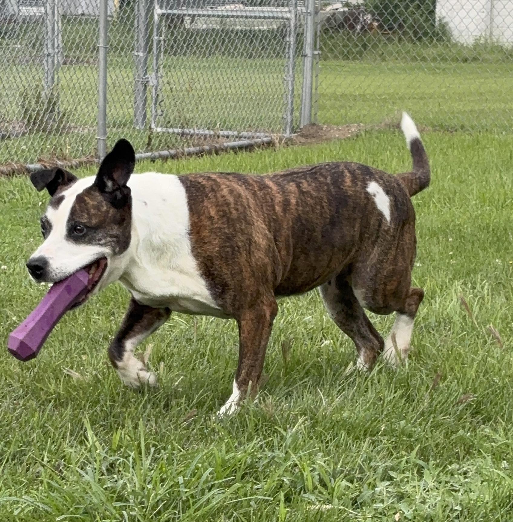 Callie, Adoptable, Adult Female Boxer & American Bully.