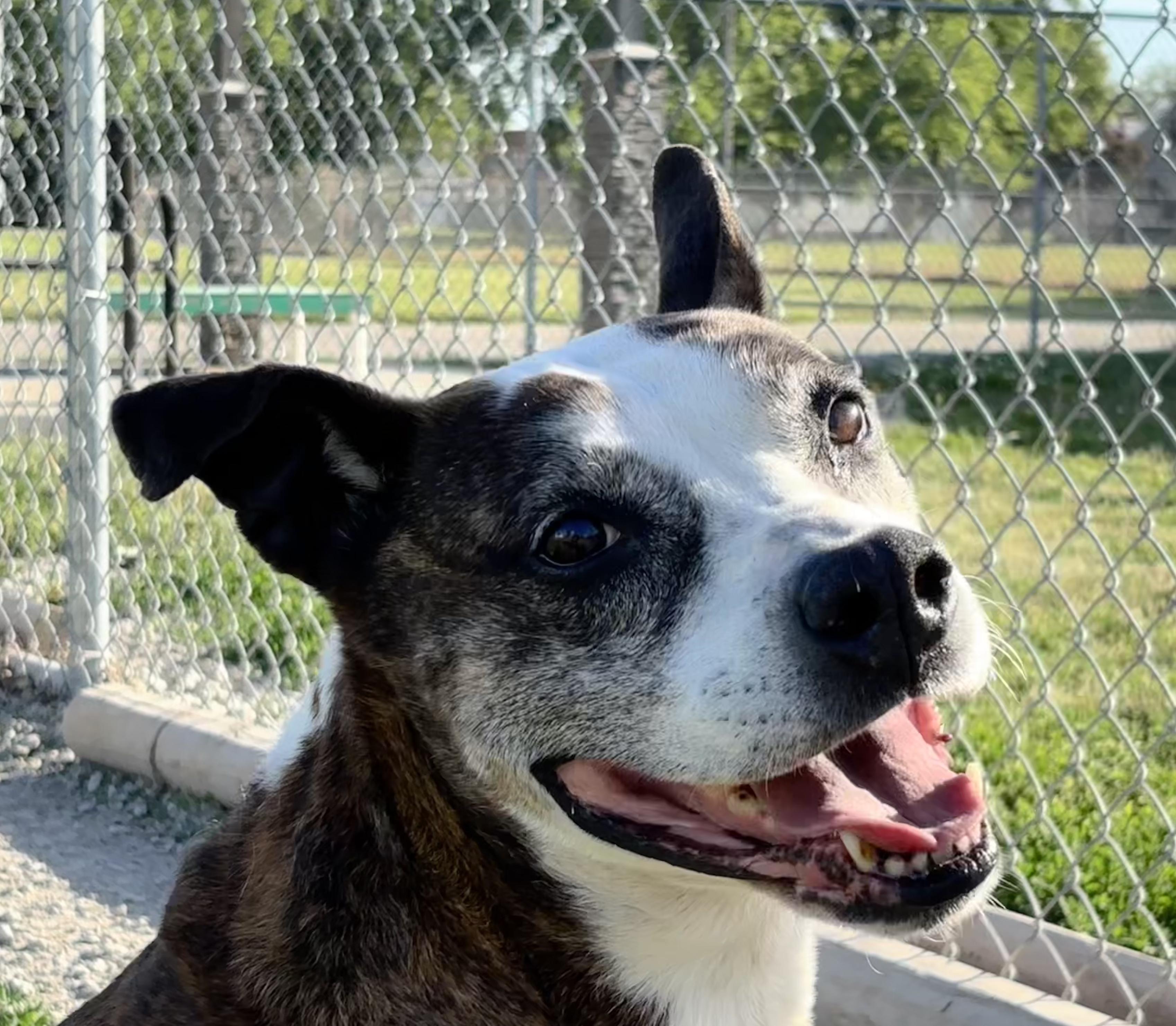 Callie, Adoptable, Adult Female Boxer & Staffordshire Bull Terrier.
