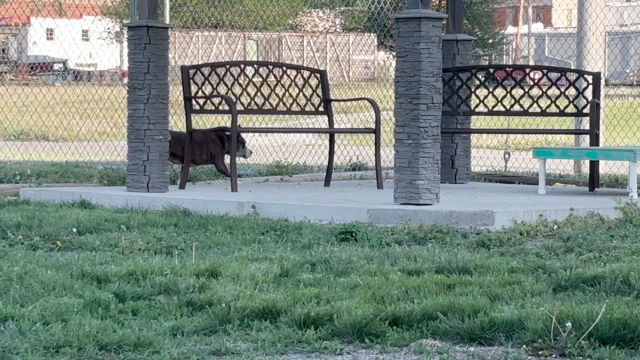 Enlarge Callie, a Adoptable mixed breed in Shenandoah, IA video 2/3