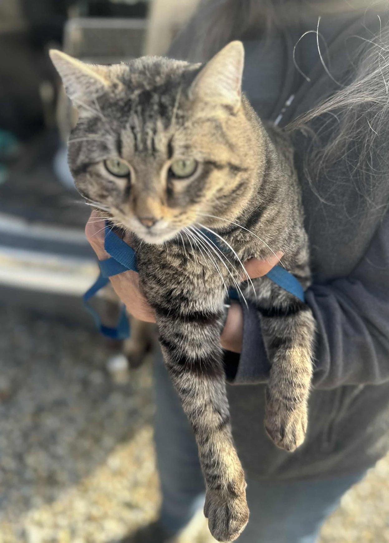 Fennec, a Adoptable Tabby in Ventura, CA image 5/6