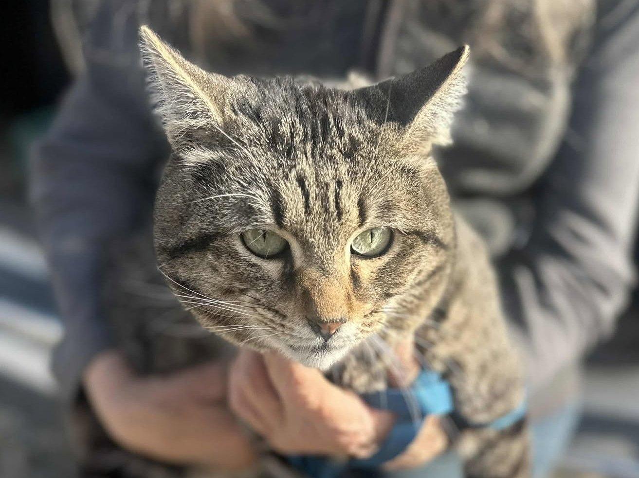 Fennec, a Adoptable Tabby in Ventura, CA image 1/6