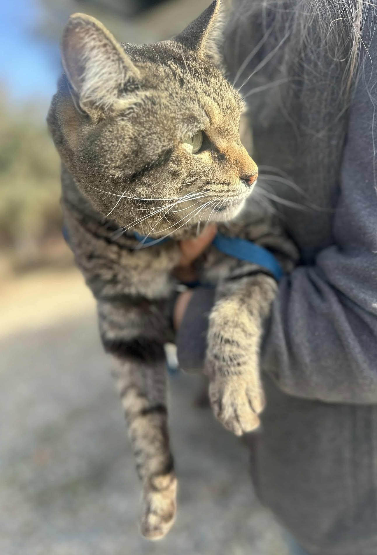 Fennec, a Adoptable Tabby in Ventura, CA image 6/6