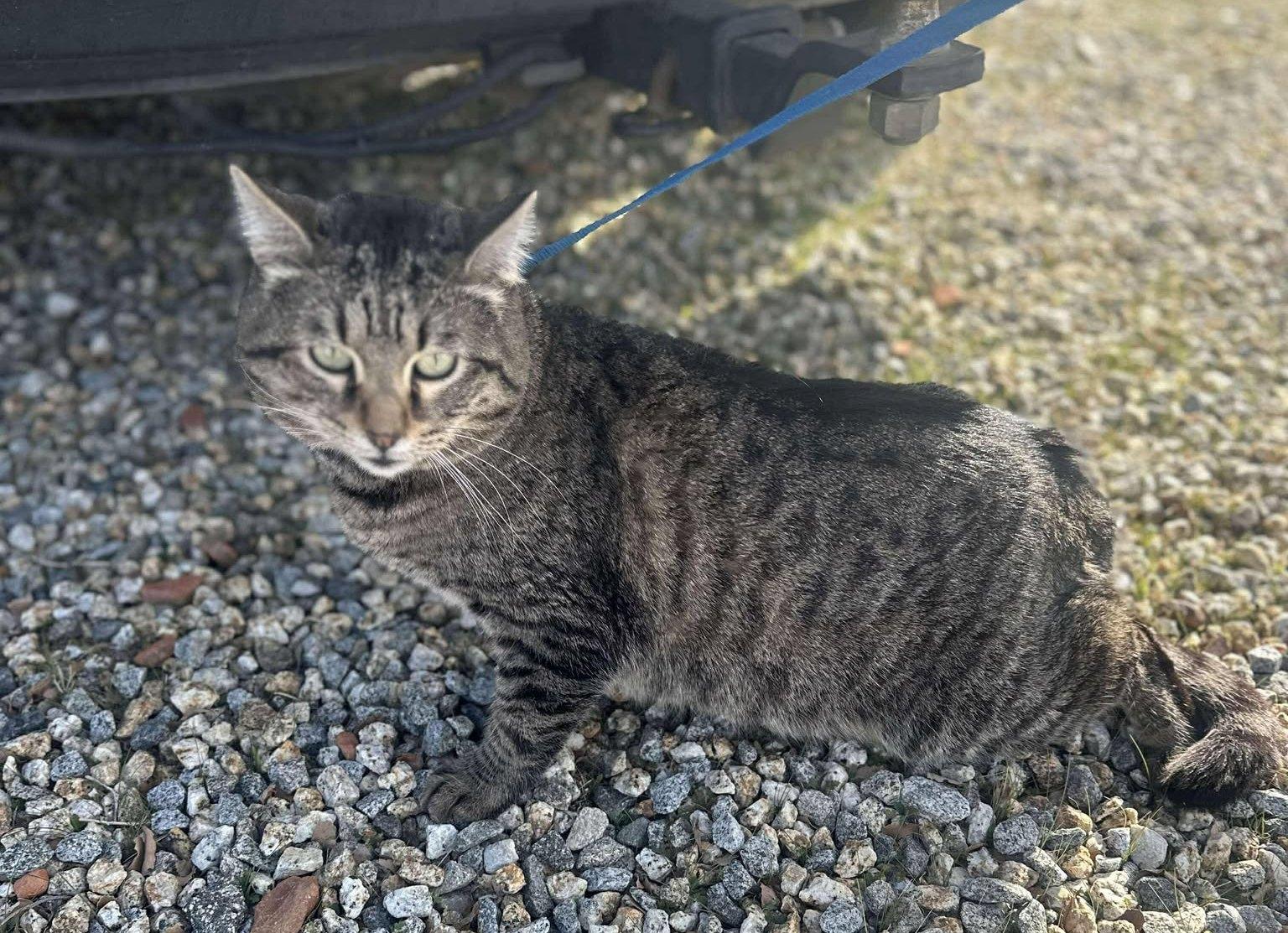 Fennec, a Adoptable Tabby in Ventura, CA image 2/6