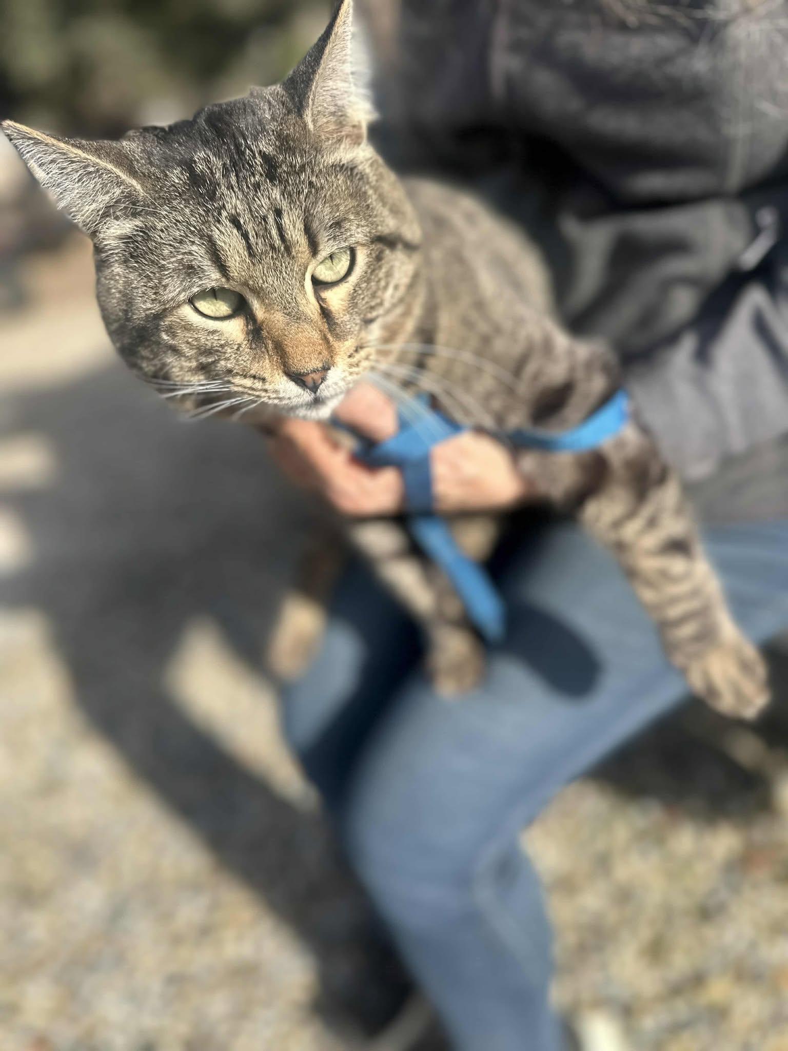Fennec, a Adoptable Tabby in Ventura, CA image 3/6