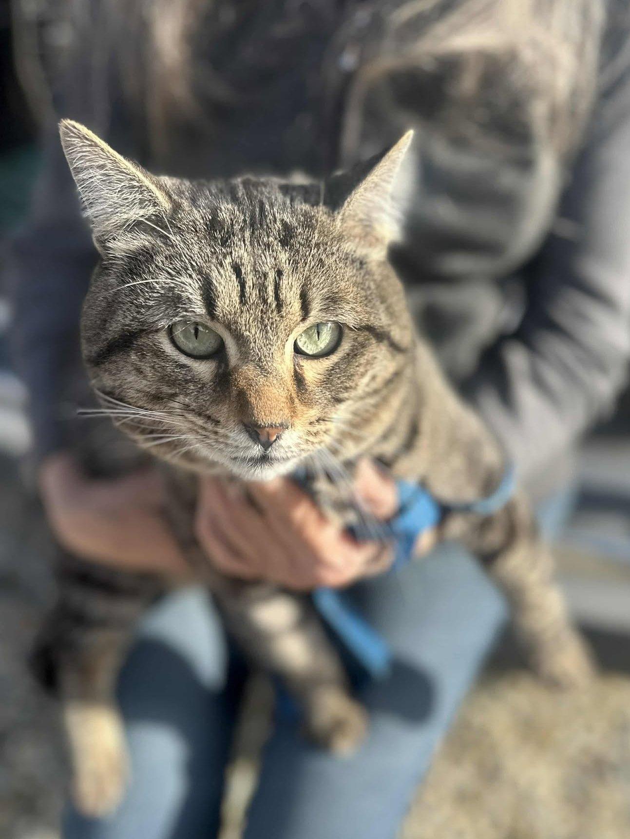 Fennec, a Adoptable Tabby in Ventura, CA image 4/6