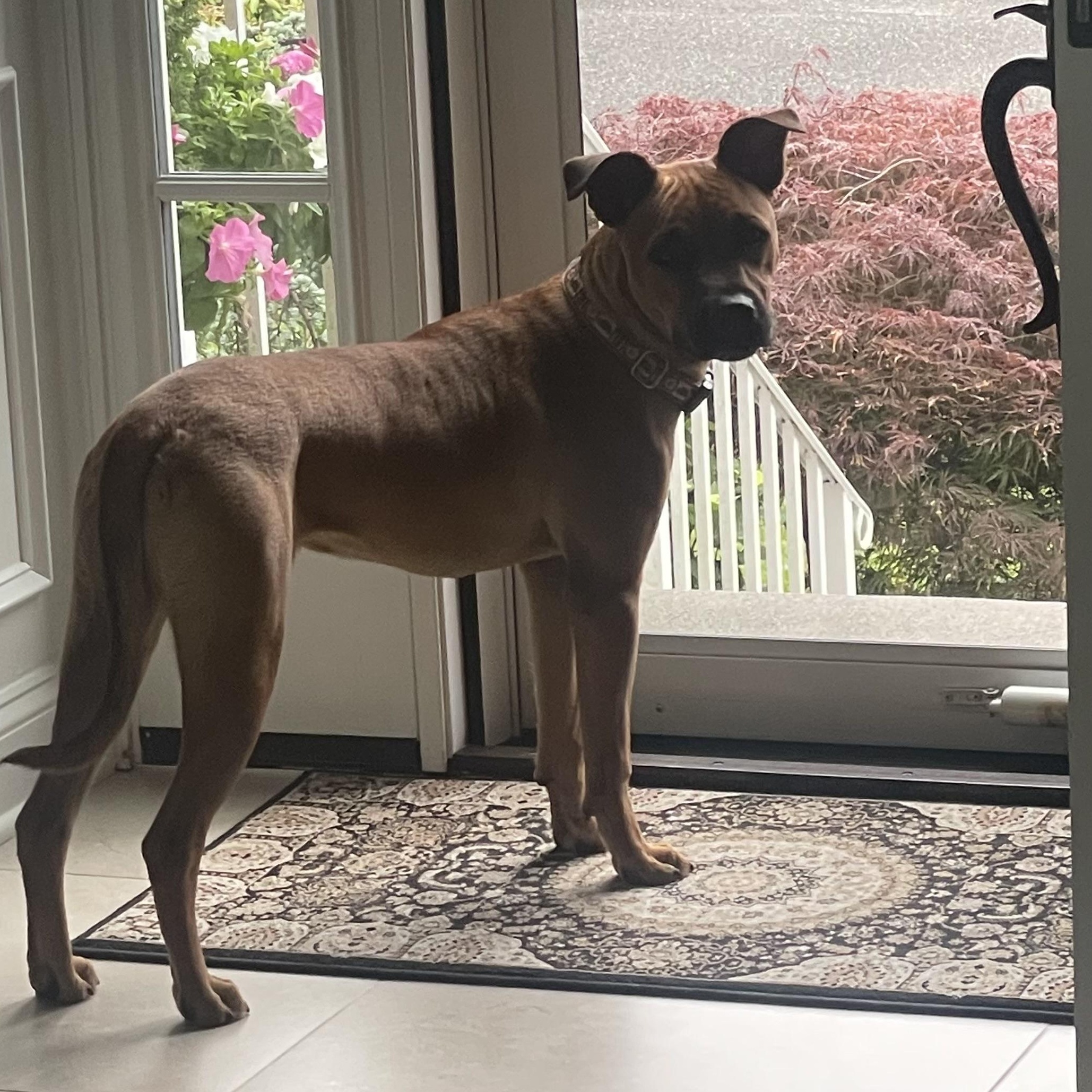 Nash, a Adoptable mixed breed in Port Chester, NY image 5/6