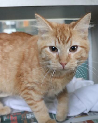 Cheesecake Factory, Adoptable, Adult Female Domestic Medium Hair & Domestic Short Hair.