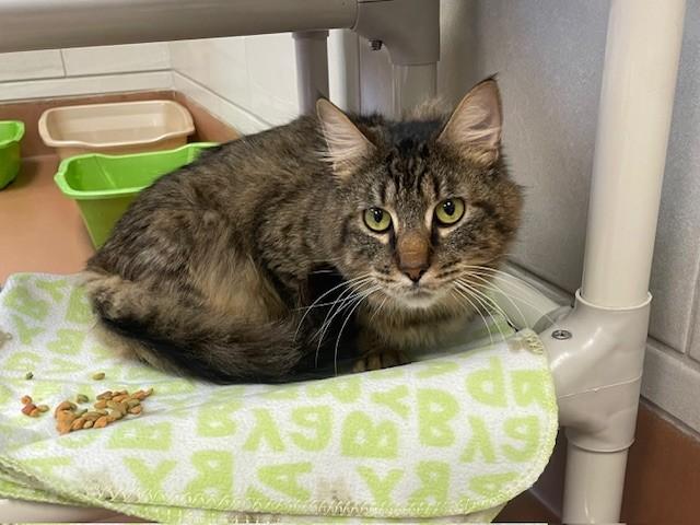 Aerosmith, ADOPTABLE, Adult Male Domestic Medium Hair.