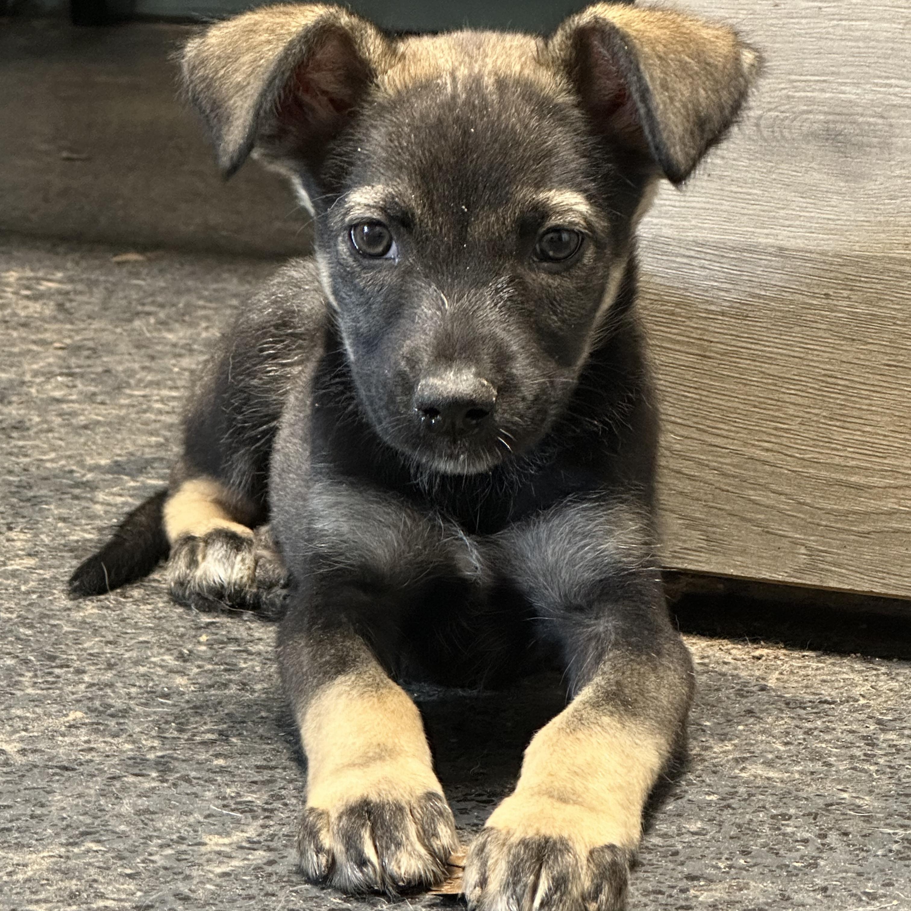 Molly, an adopted mixed breed in Baytown, TX image 4/6