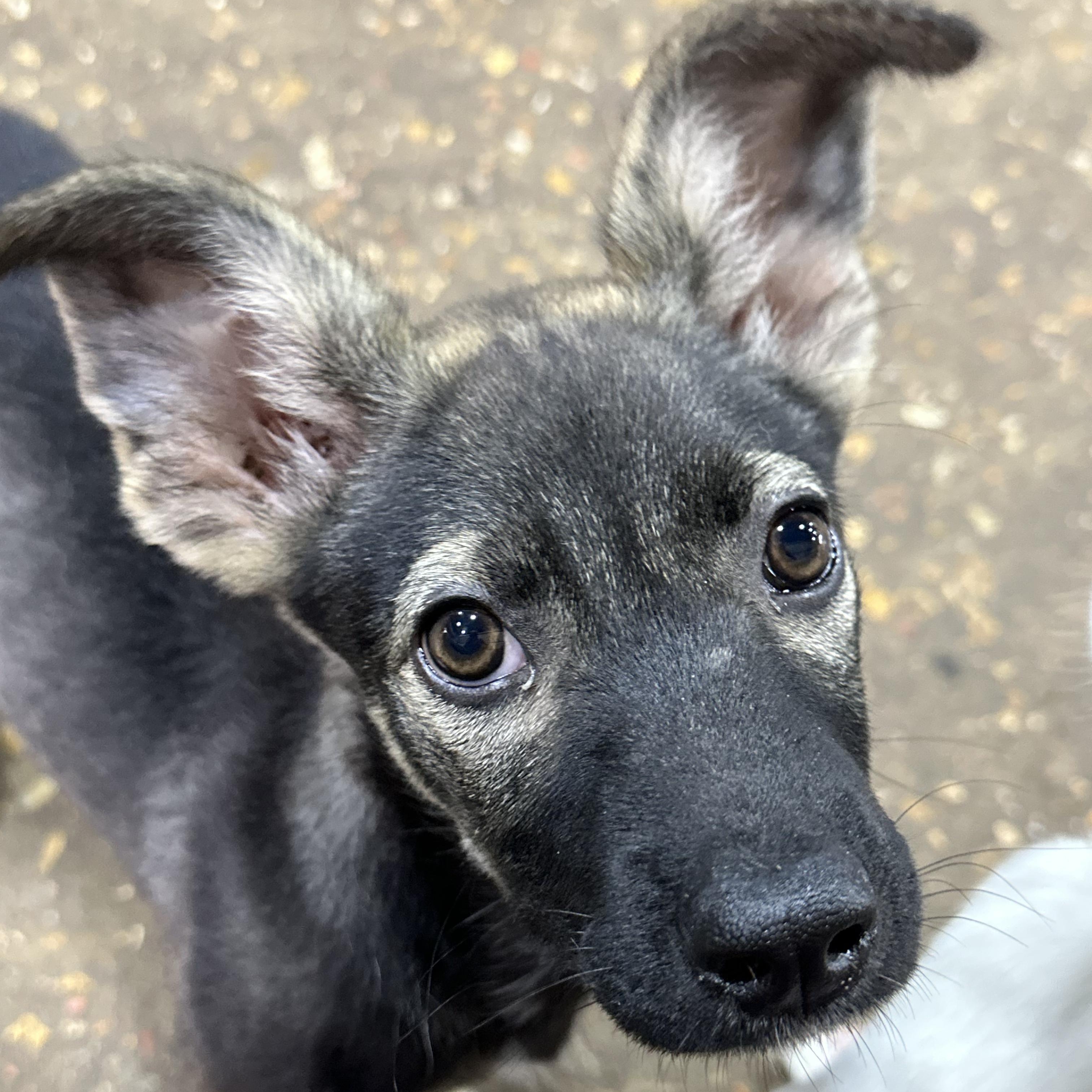 Molly, an adopted mixed breed in Baytown, TX image 3/6